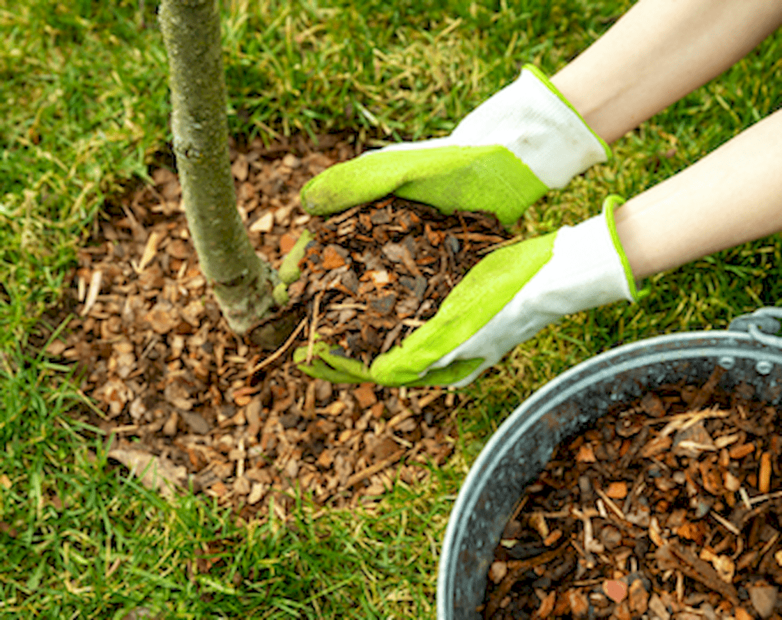 WOOD CHIPPING